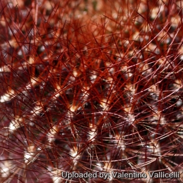 18047 valentino Valentino Vallicelli